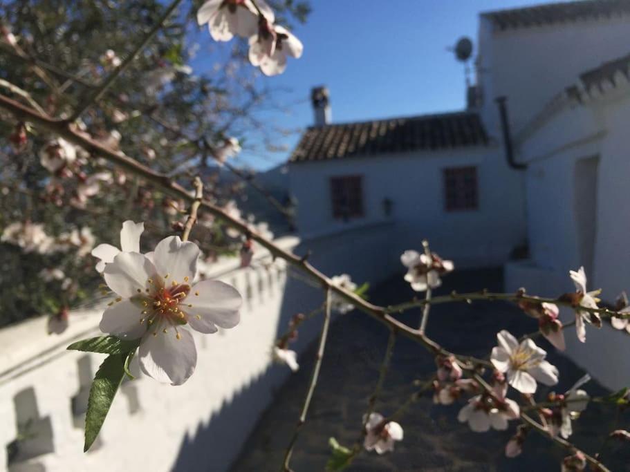 Charming Spanish In Beautiful Nature Málaga
