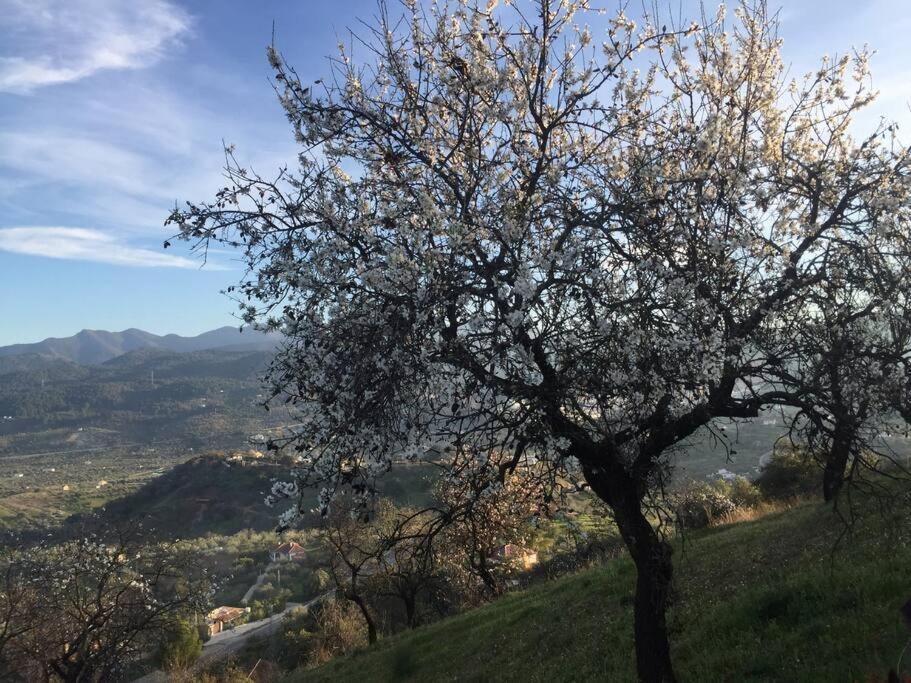 Charming Spanish In Beautiful Nature * Málaga
