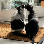 A Tiny Bright Space - Shared Home With 2 Cats