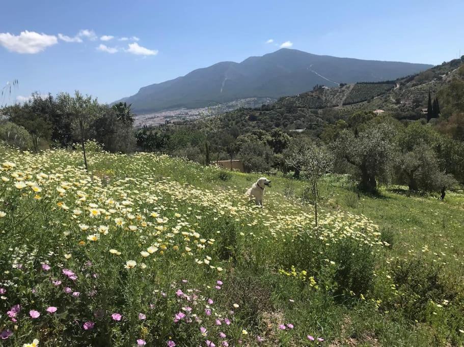 Penthouse Apartment, Cortijo Fruitful Hills *