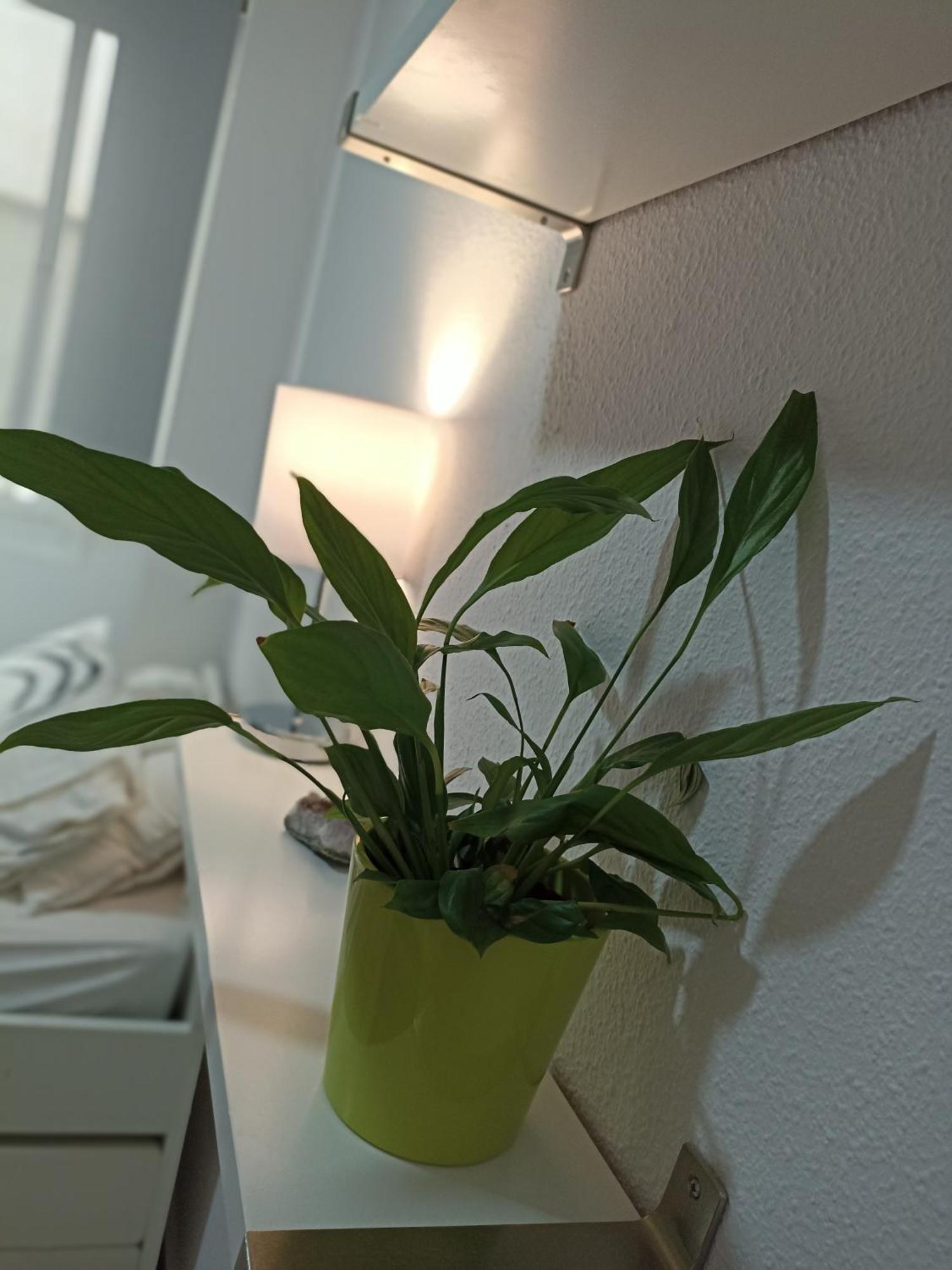 Confortable Habitación Céntrica En Piso Privado * Málaga