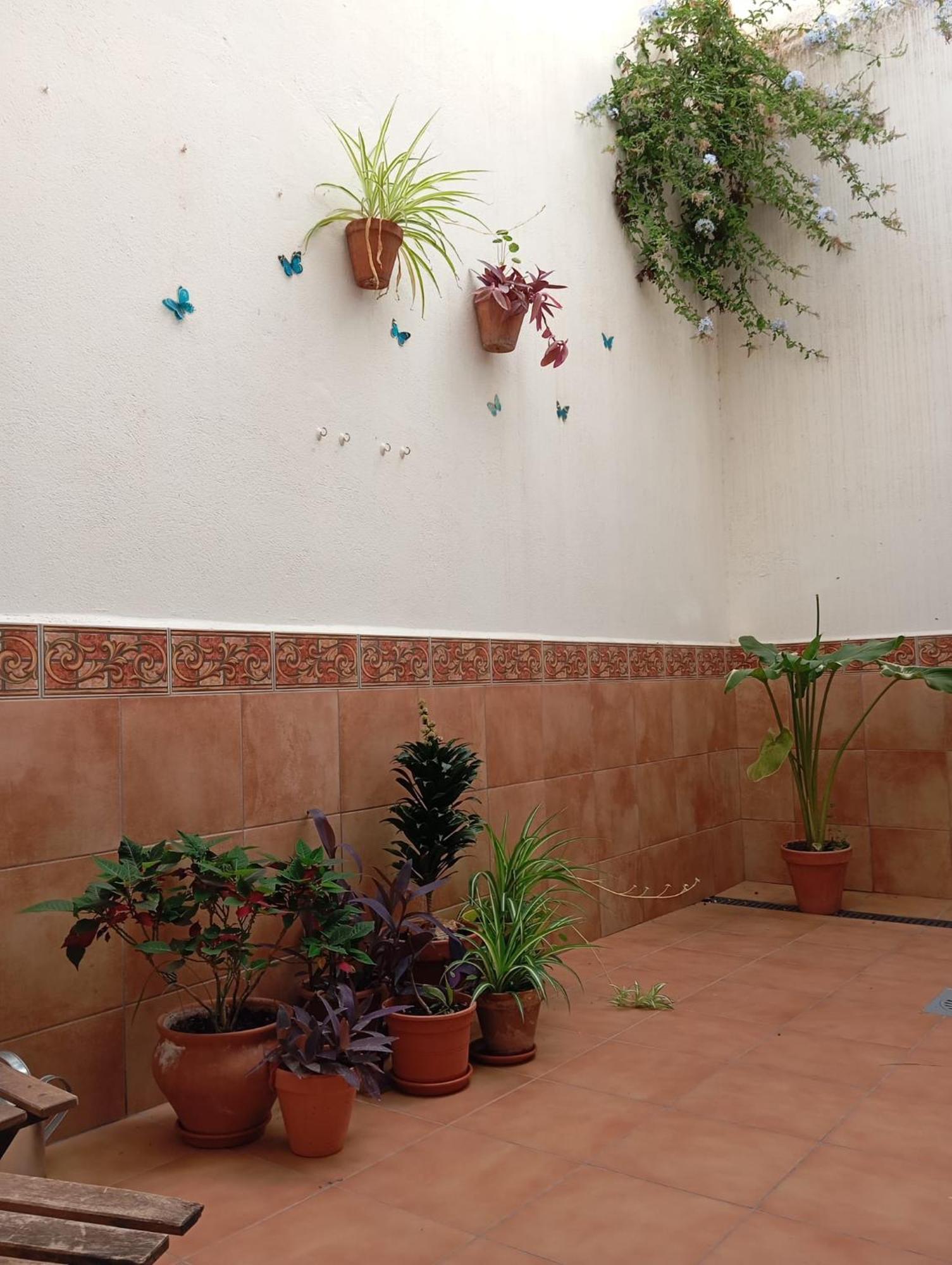 Amapola * Malaga