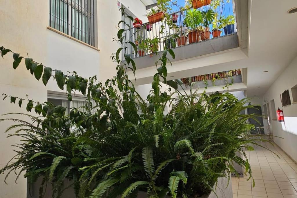 Trinidad Centro Malaga