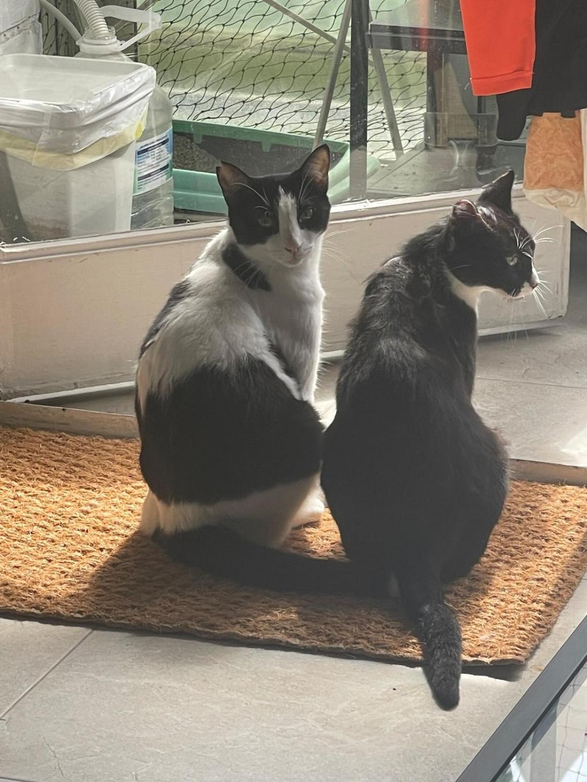 A Tiny Bright Space - Shared With 2 Cats * Málaga