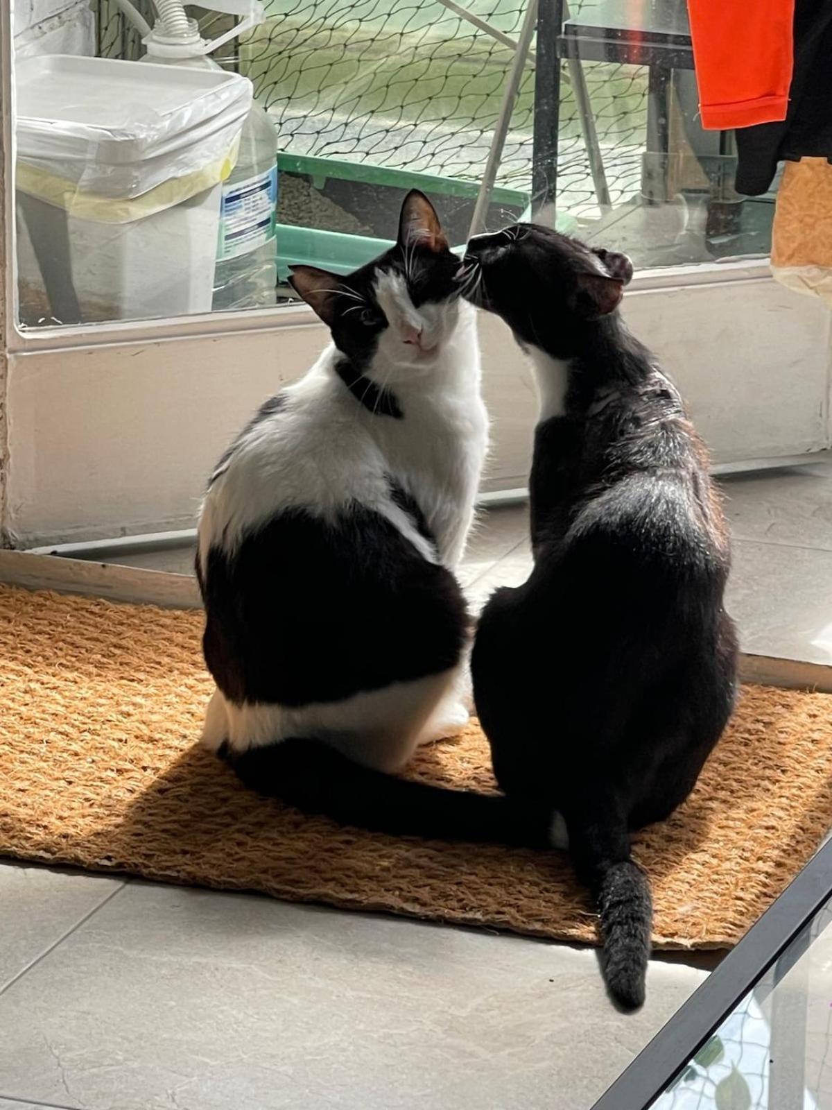 A Tiny Bright Space - Shared With 2 Cats * Málaga