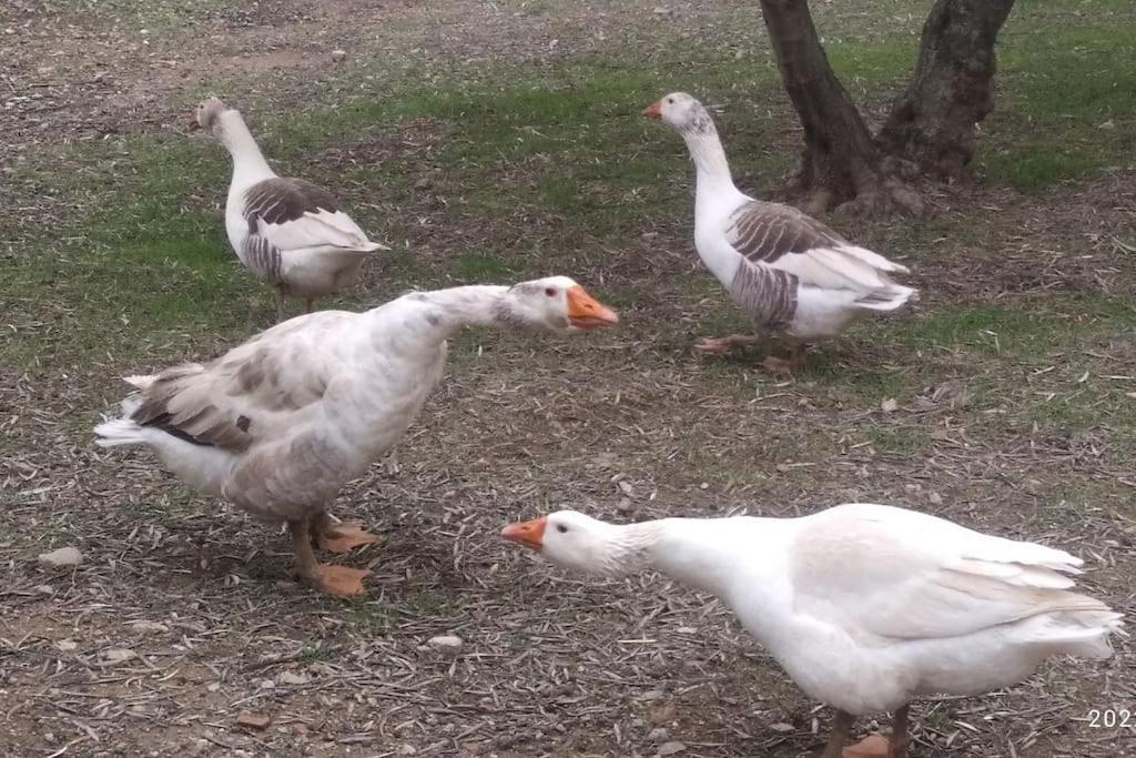 El Ventorrillo La Alegria Málaga