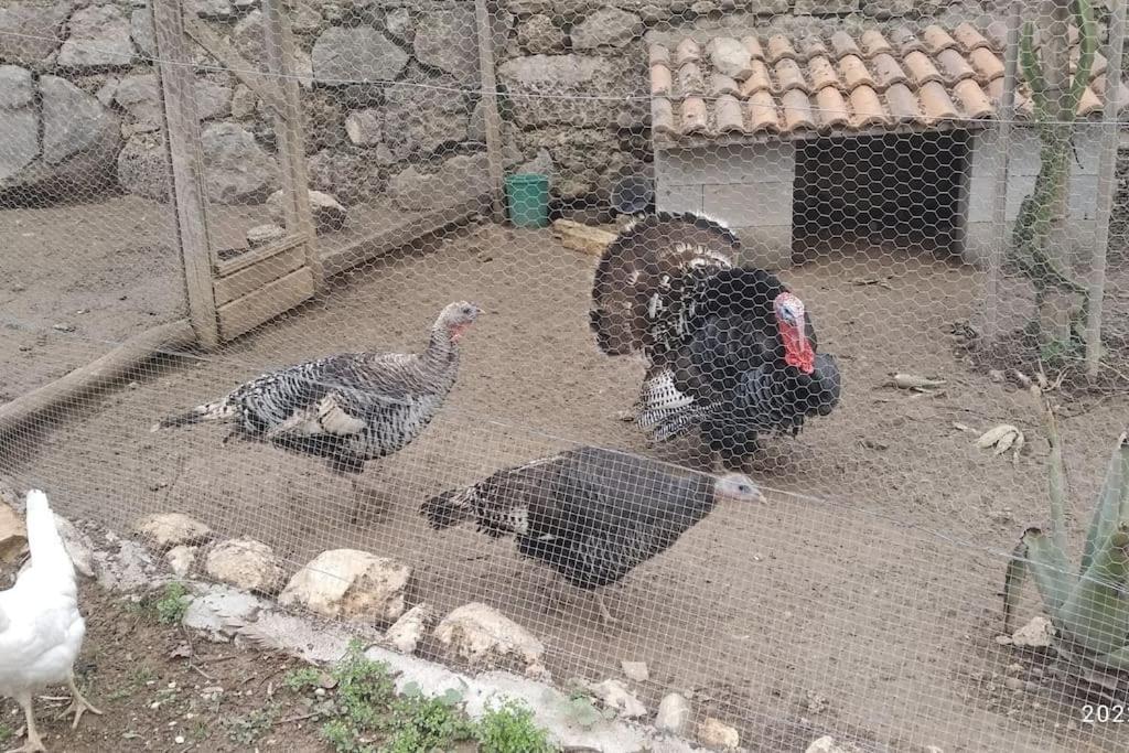 Apartamento El Ventorrillo La Alegria