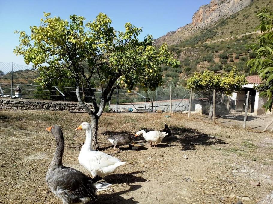 Apartamento El Ventorrillo La Alegria Málaga