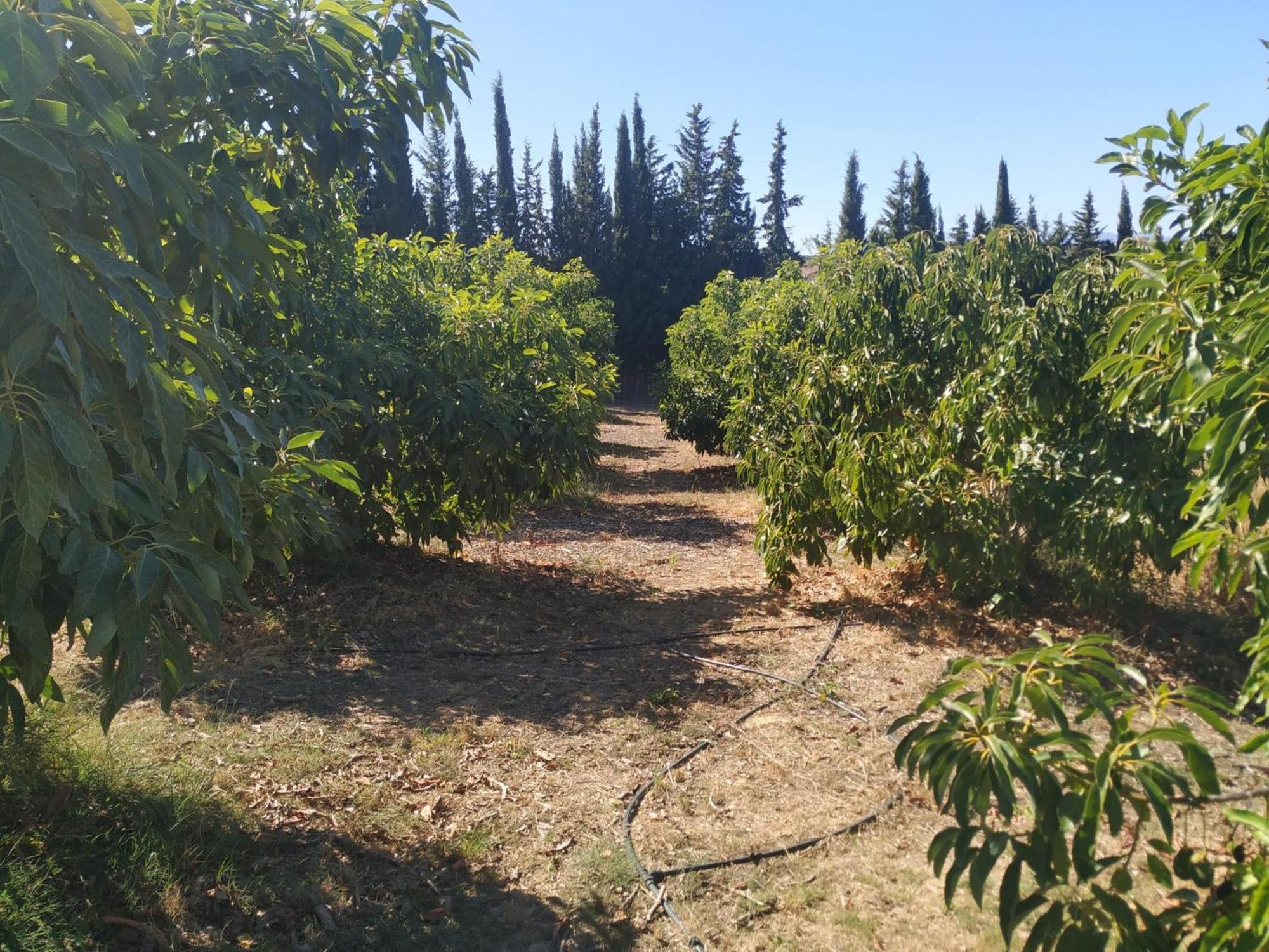 Vista El Montanes * Malaga