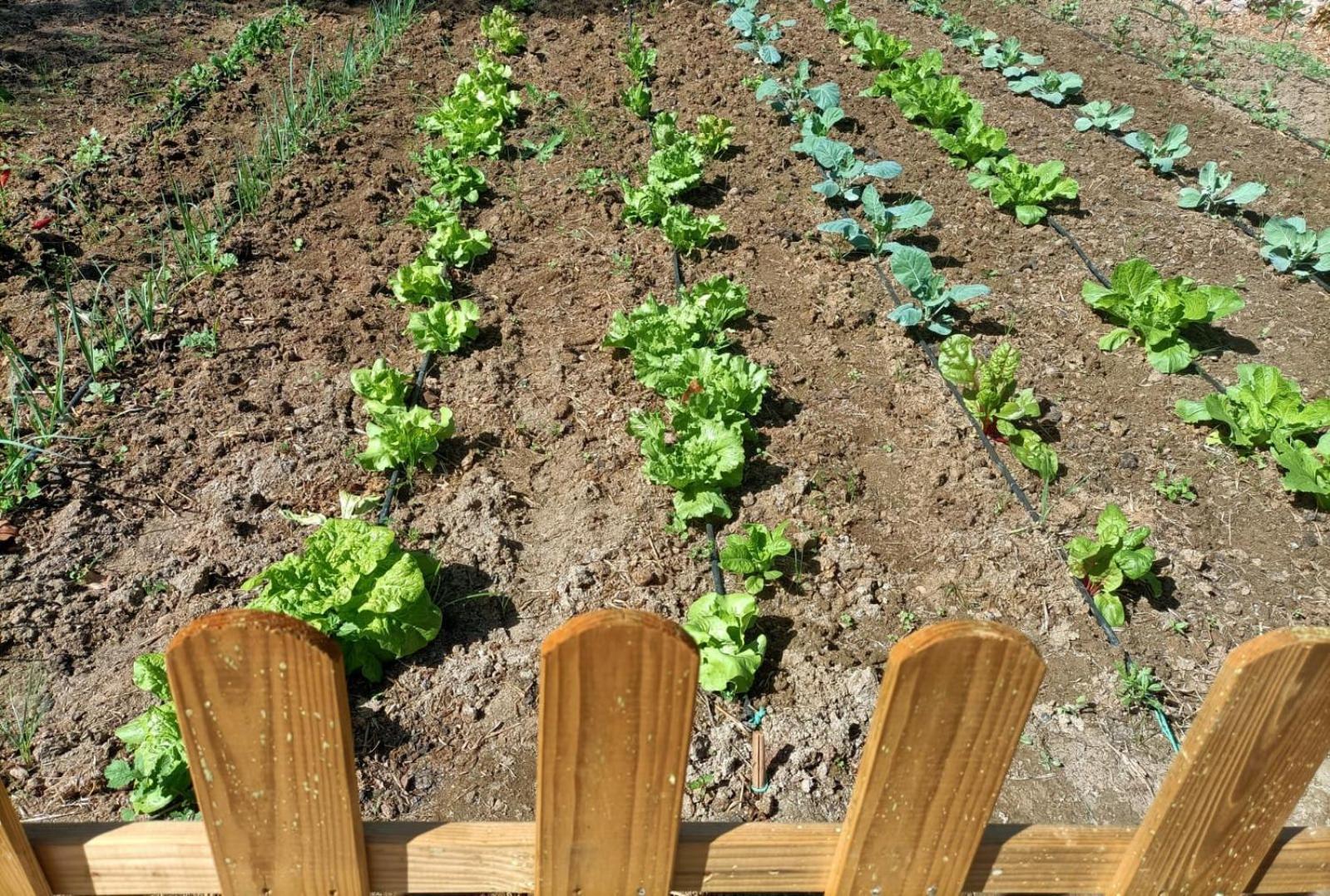 Tottam Art & Healthy Garden *