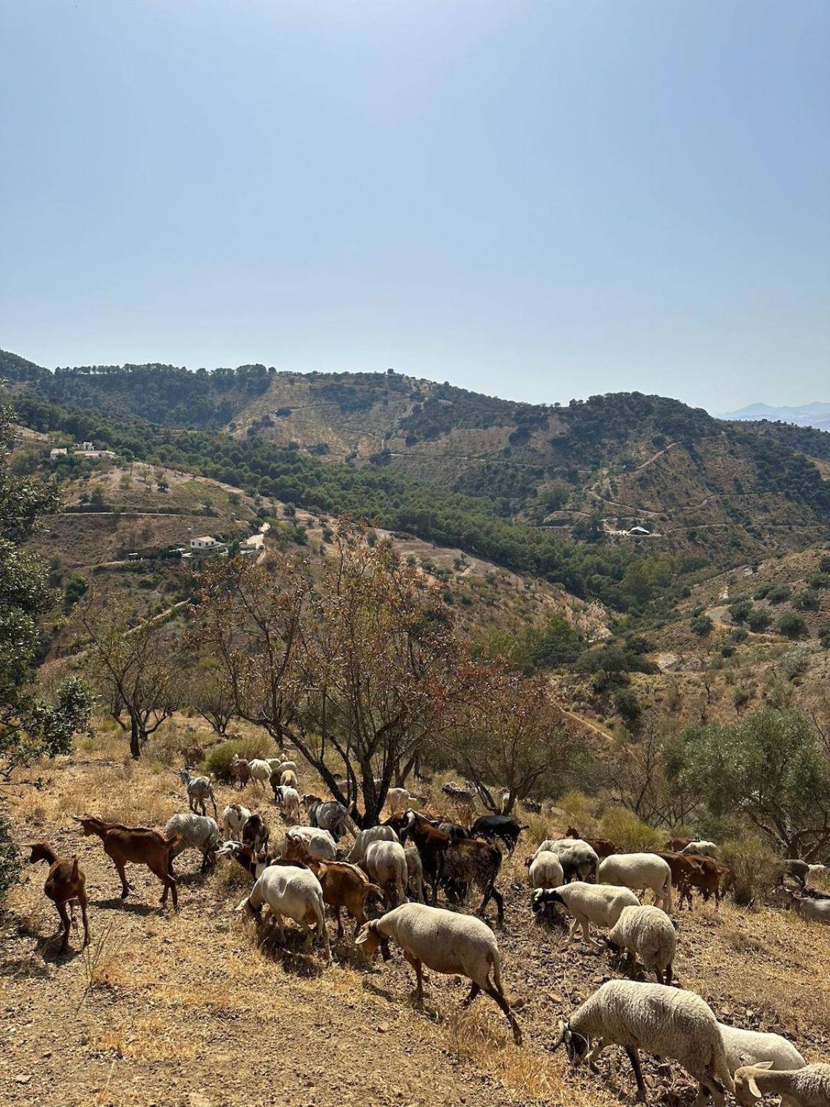 Andalusian La Cuadra Málaga