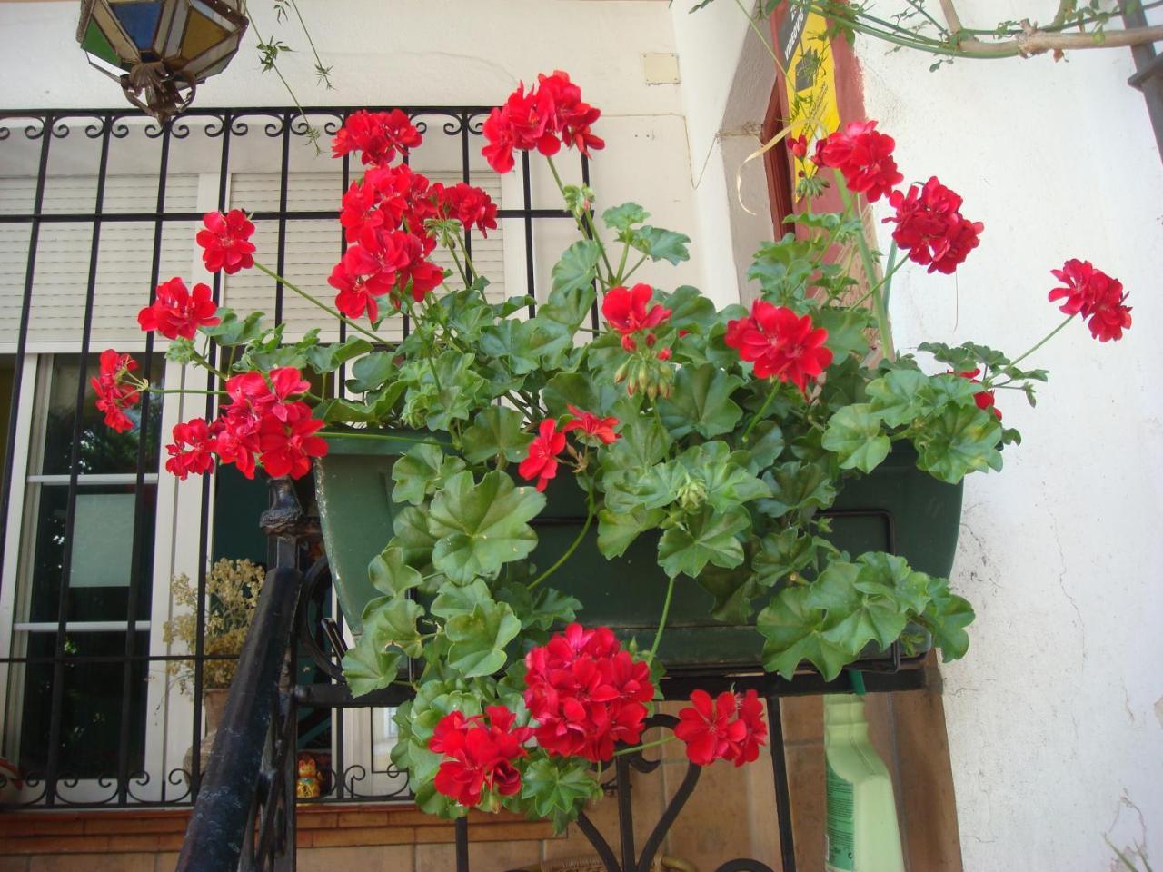 Casa Babylon Backpakers Hostal *