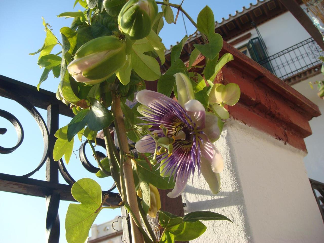 Casa Babylon Backpakers Hostal *
