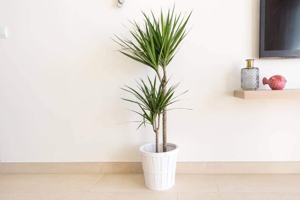 Tgh/ Malagueta Paradise Apartamento *