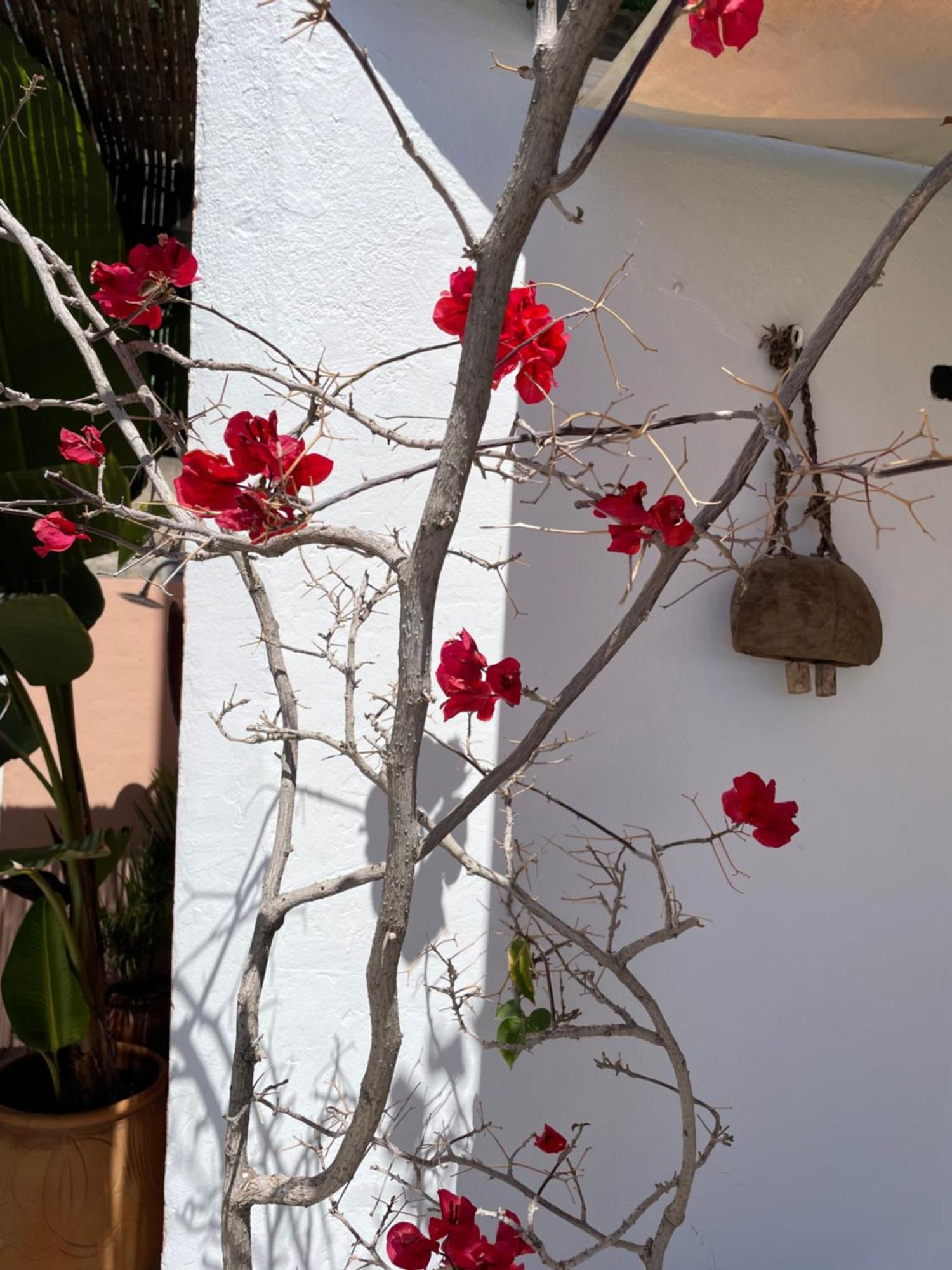 Mar De Fondo En Pedregalejo Apartamento Málaga