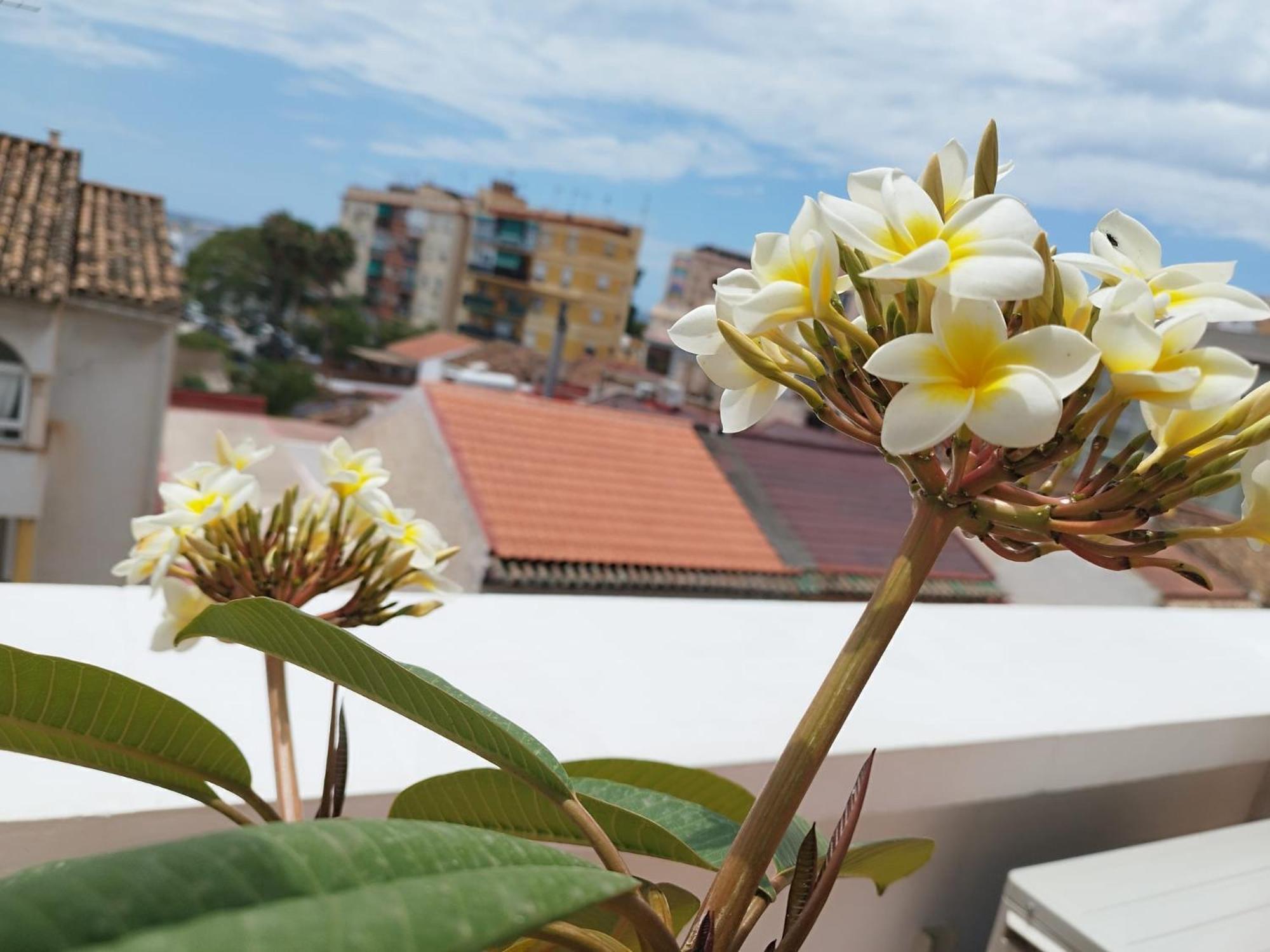 Apartment Plumaria Malaga