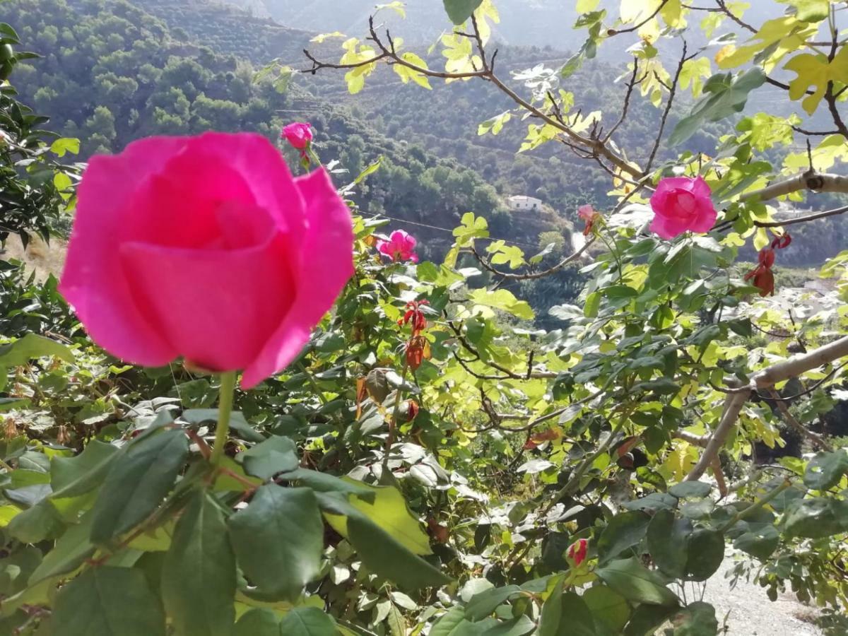 Сasa de vacaciones Cortijo Buenavista